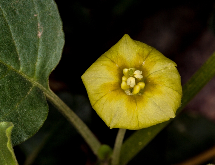 Physalis crassifolia 16-6302.jpg